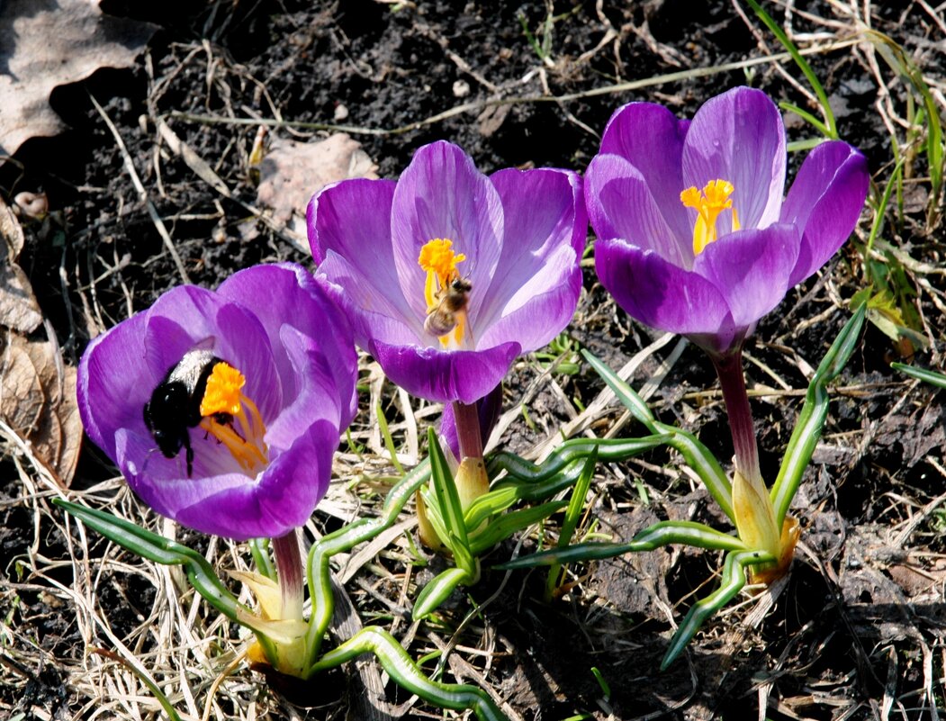 Весна идет! Весне - дорогу. Крокусы - ГЕНРИХ 