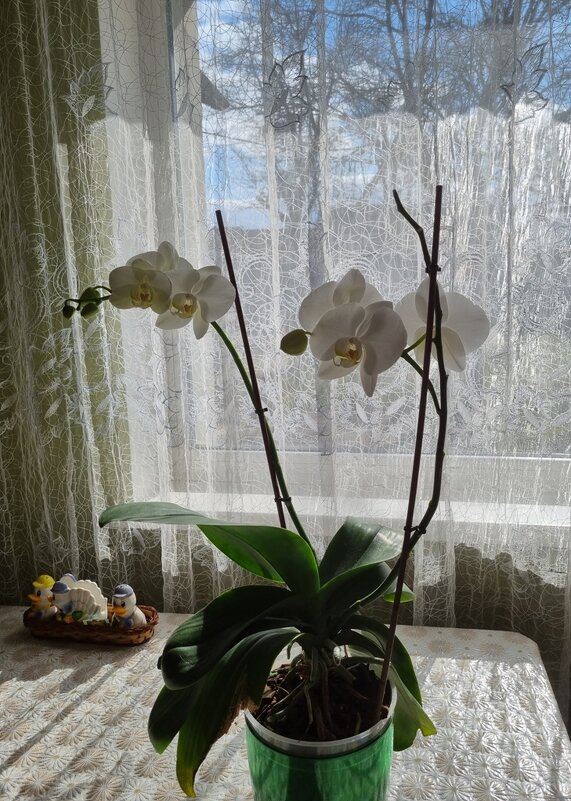 Цветок в интерьере - Наталья Цветок в интерьере - Наталья