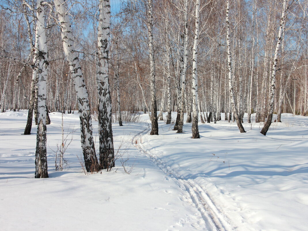 Зимний лес - victor Lion