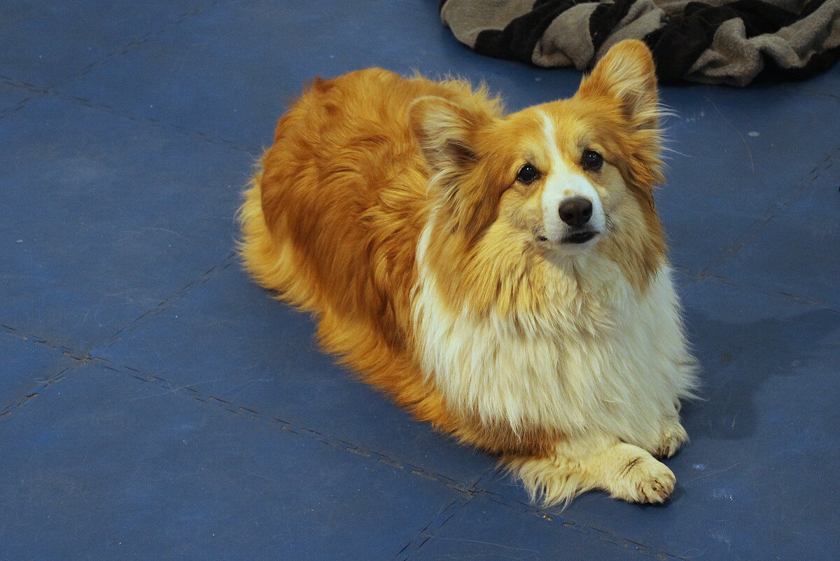 Корги - Валентина Корги - Валентина