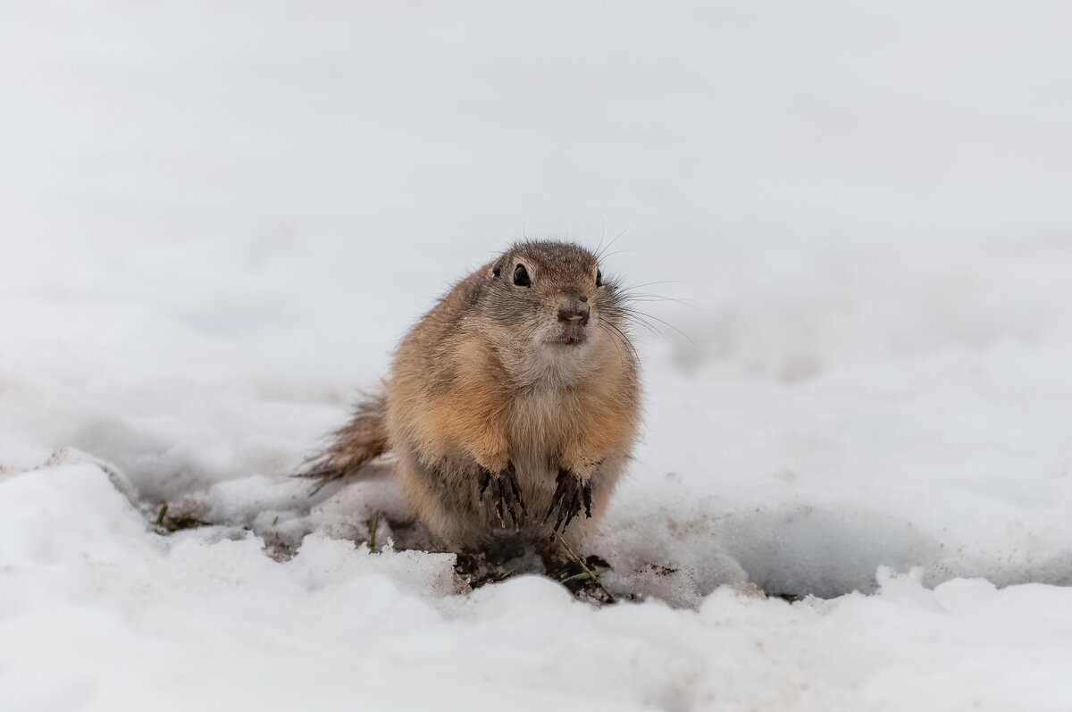 Вот и весна! - Марина Фомина.