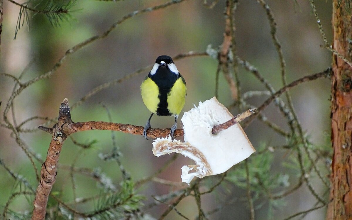 "Щас спою!" - Милешкин Владимир Алексеевич "Щас спою!" - Милешкин Владимир Алексеевич