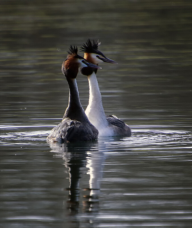 **** - Alexander Andronik **** - Alexander Andronik