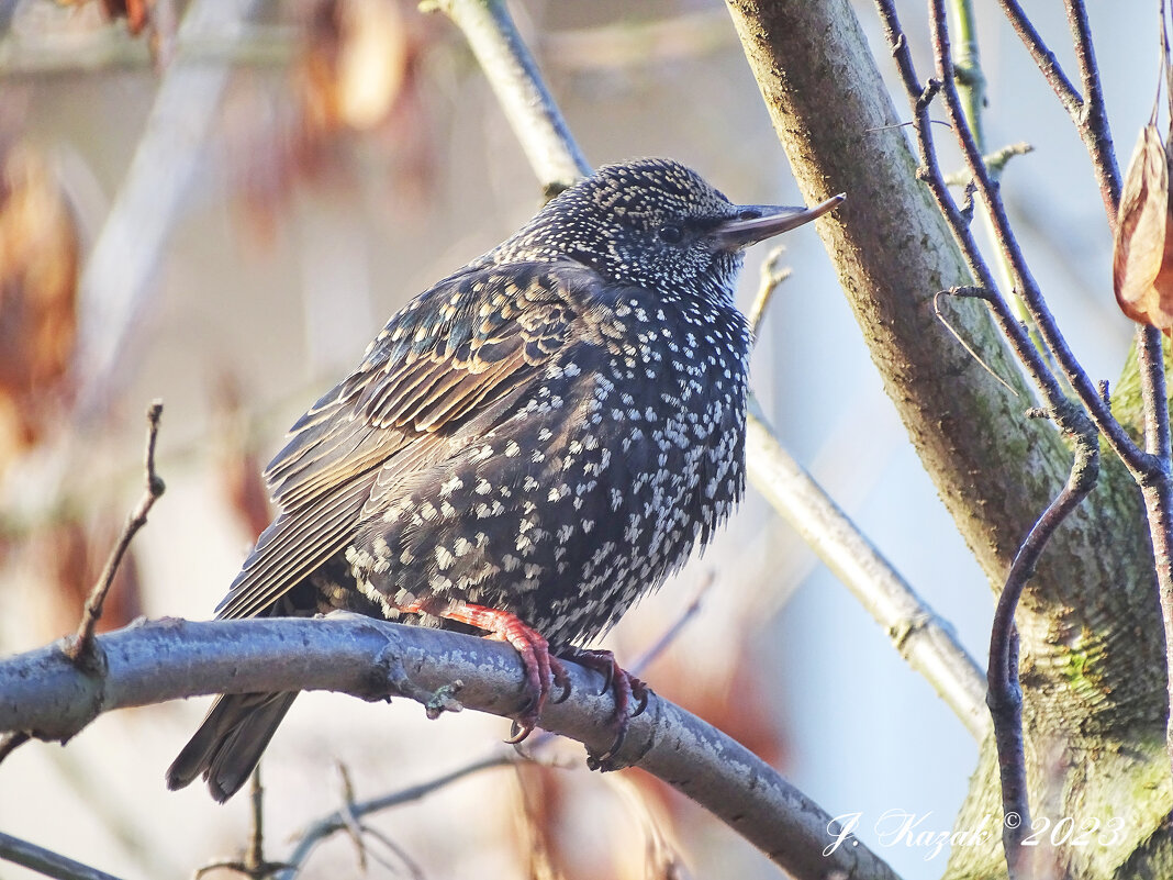 *** - Елена Kазак (selena1965) *** - Елена Kазак (selena1965)
