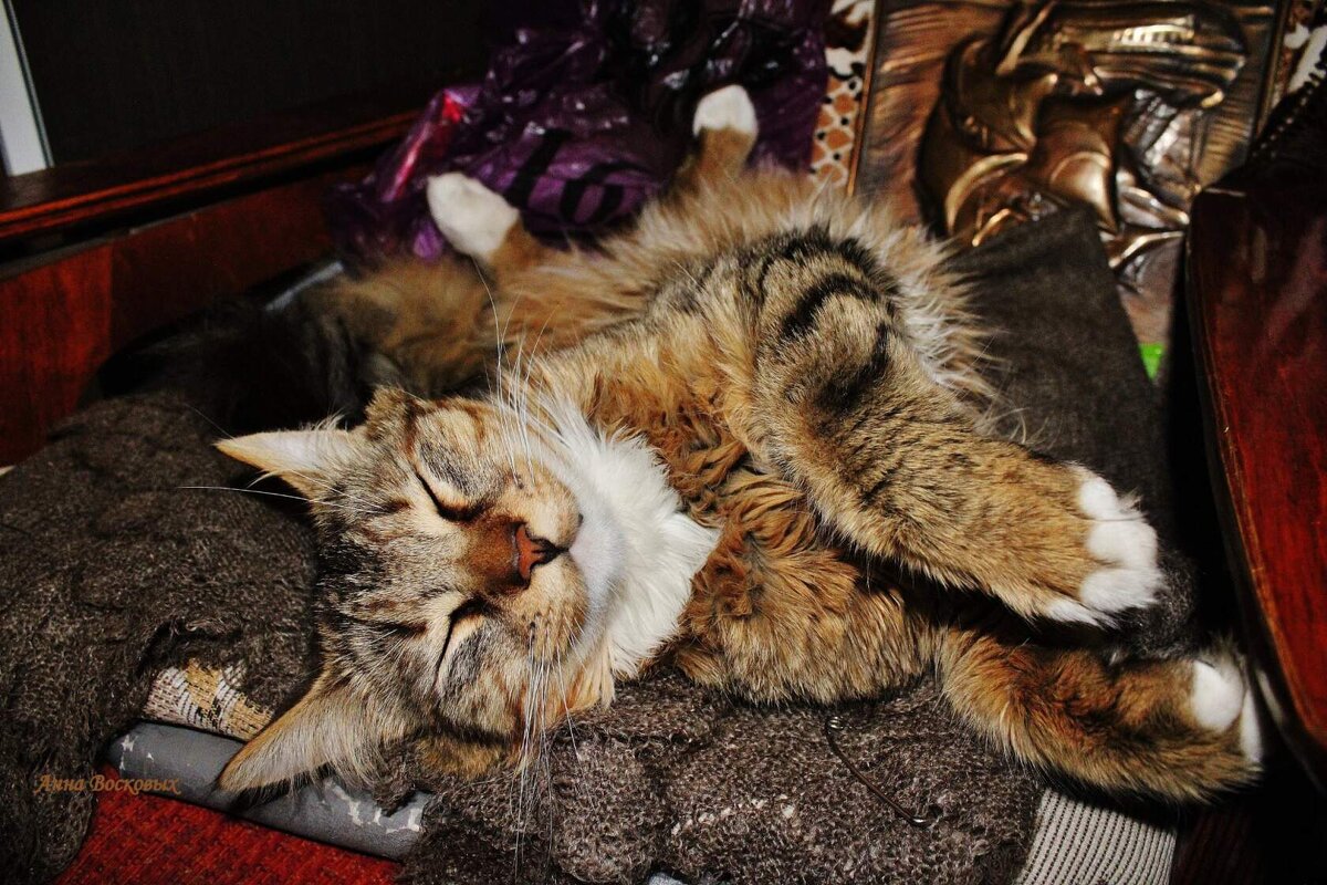 Дарушка. Мой уникальный трёхцветный кот. - Восковых Анна Васильевна Дарушка. Мой уникальный трёхцветный кот. - Восковых Анна Васильевна