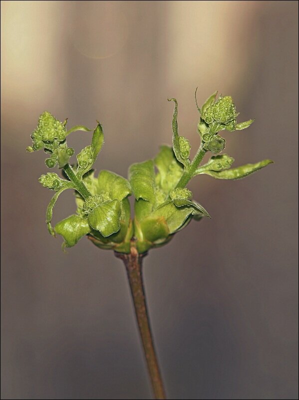 Сирень в стакане - Сеня Белгородский