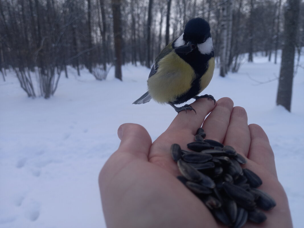 Синица - Сапсан 