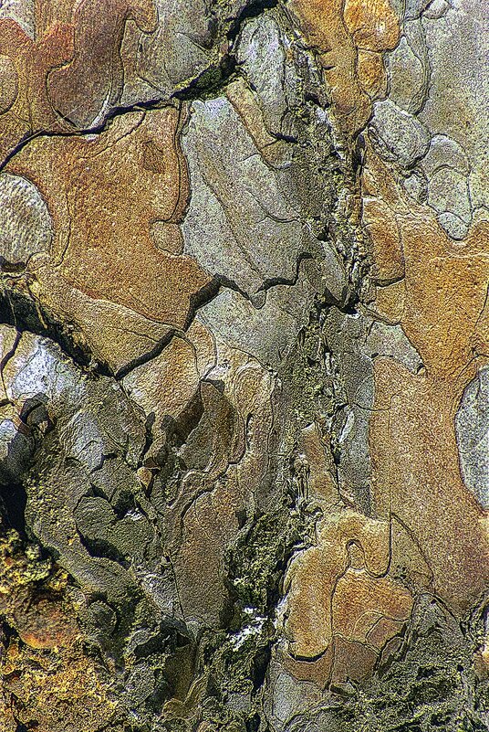 Мещёра. Сосна. - Игорь Олегович Кравченко Мещёра. Сосна. - Игорь Олегович Кравченко