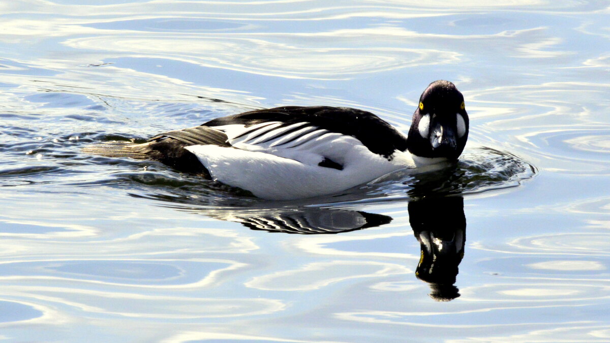 И снова гоголь на пруду - 1 - Сергей И снова гоголь на пруду - 1 - Сергей