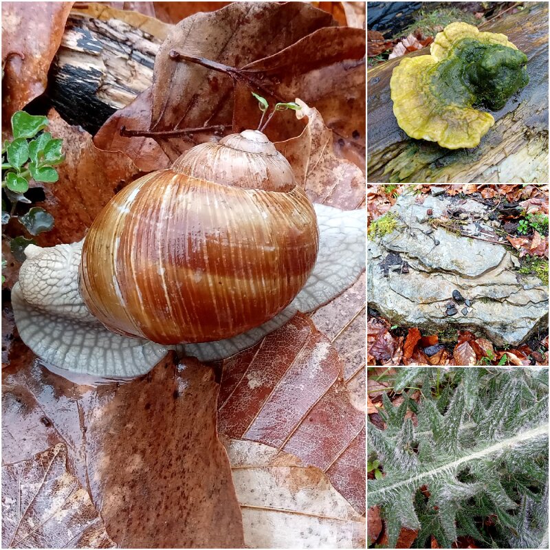 Мелочи в лесу - Heinz Thorns