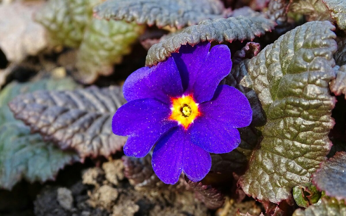 Городские цветы. - Милешкин Владимир Алексеевич 