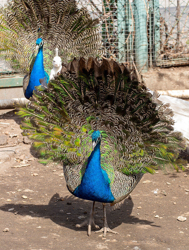 Шпион, выйди вон! - Владимир Савельев Шпион, выйди вон! - Владимир Савельев