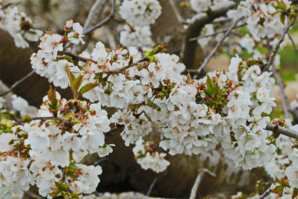 Природа - Владислав Воровский Природа - Владислав Воровский