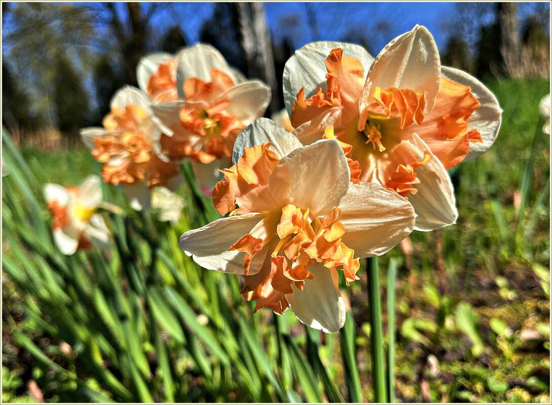 *** - Валерия Комова *** - Валерия Комова