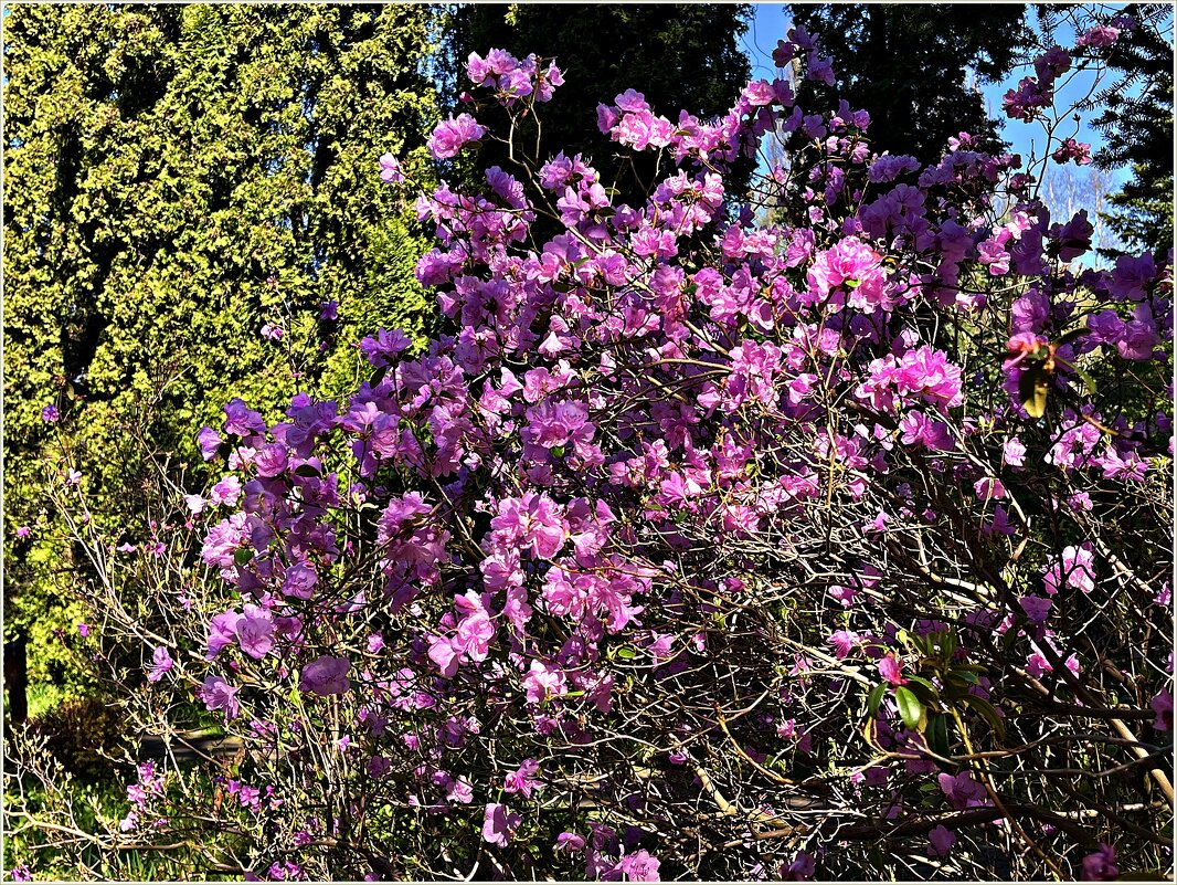 Апрель. - Валерия Комова Апрель. - Валерия Комова