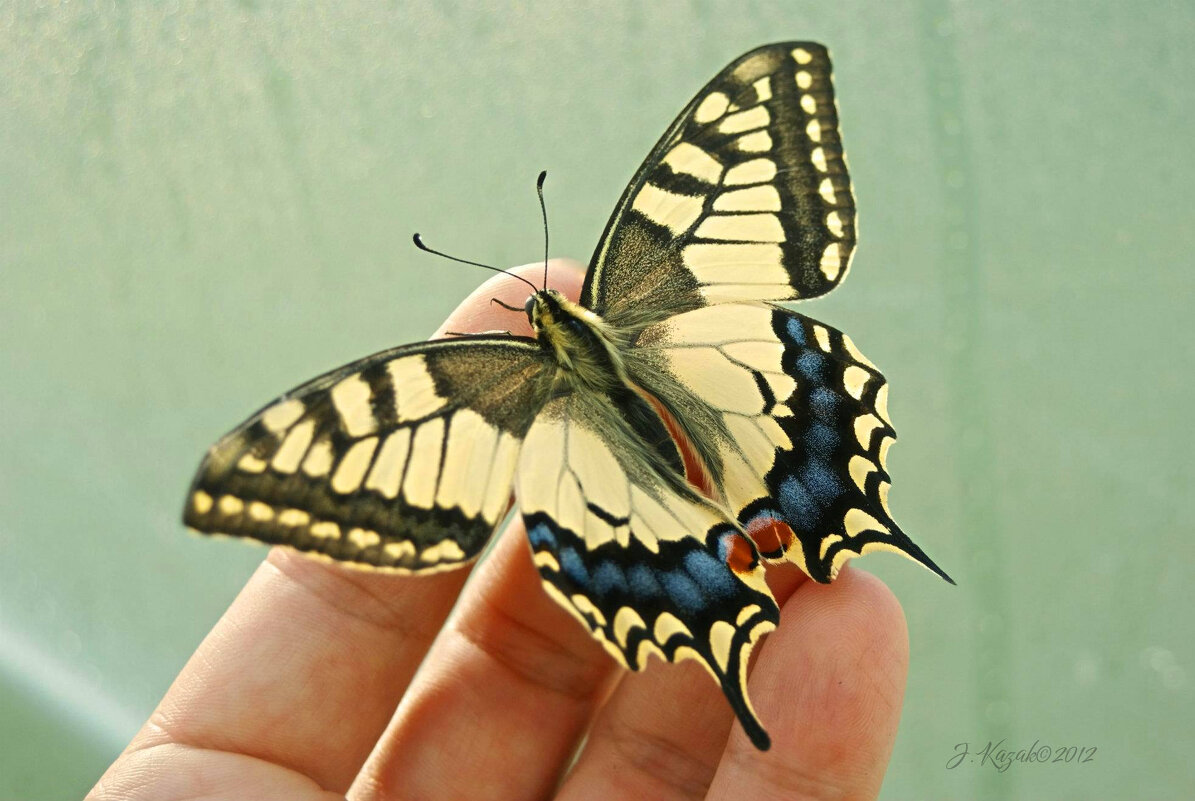 *** - Елена Kазак (selena1965)