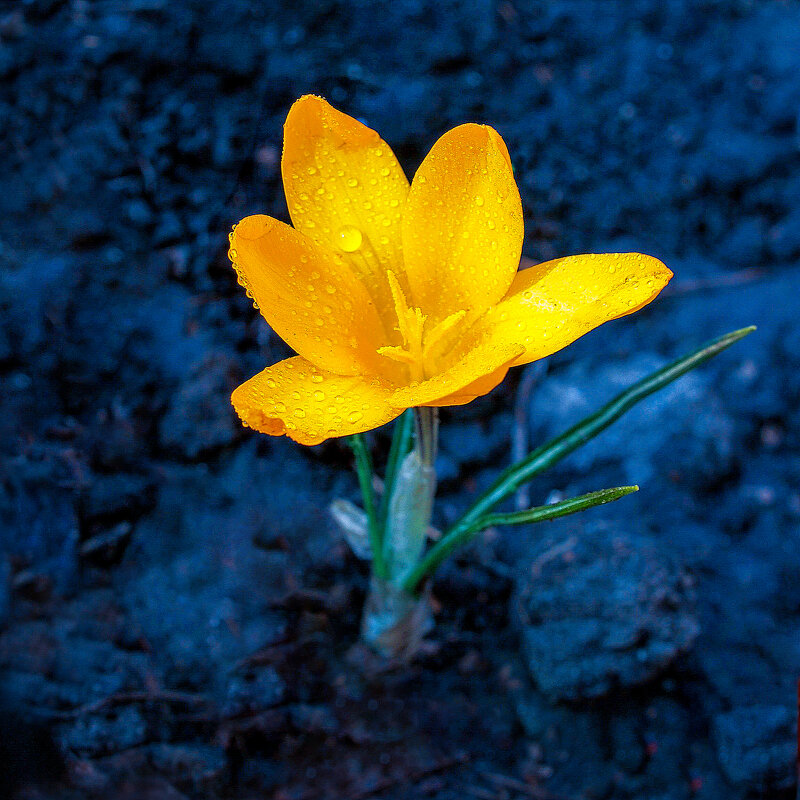 Шафран - Евгений Шафран - Евгений