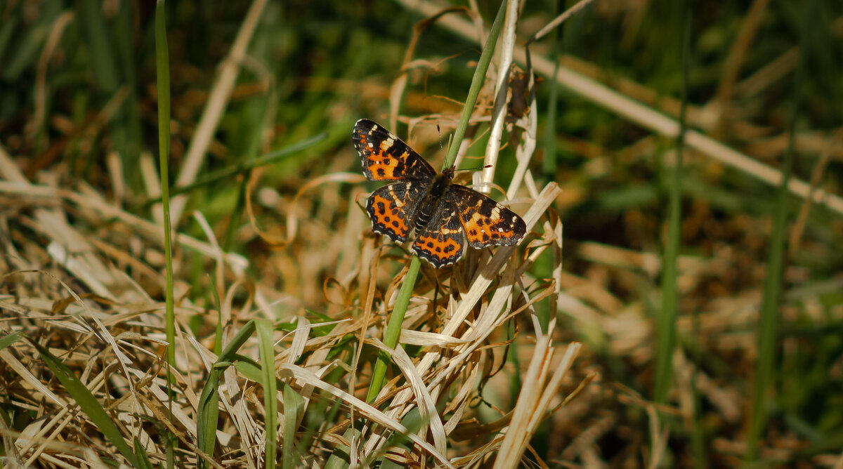 Map butterfly perched on a thin green blade of grass - Sergey Sonvar