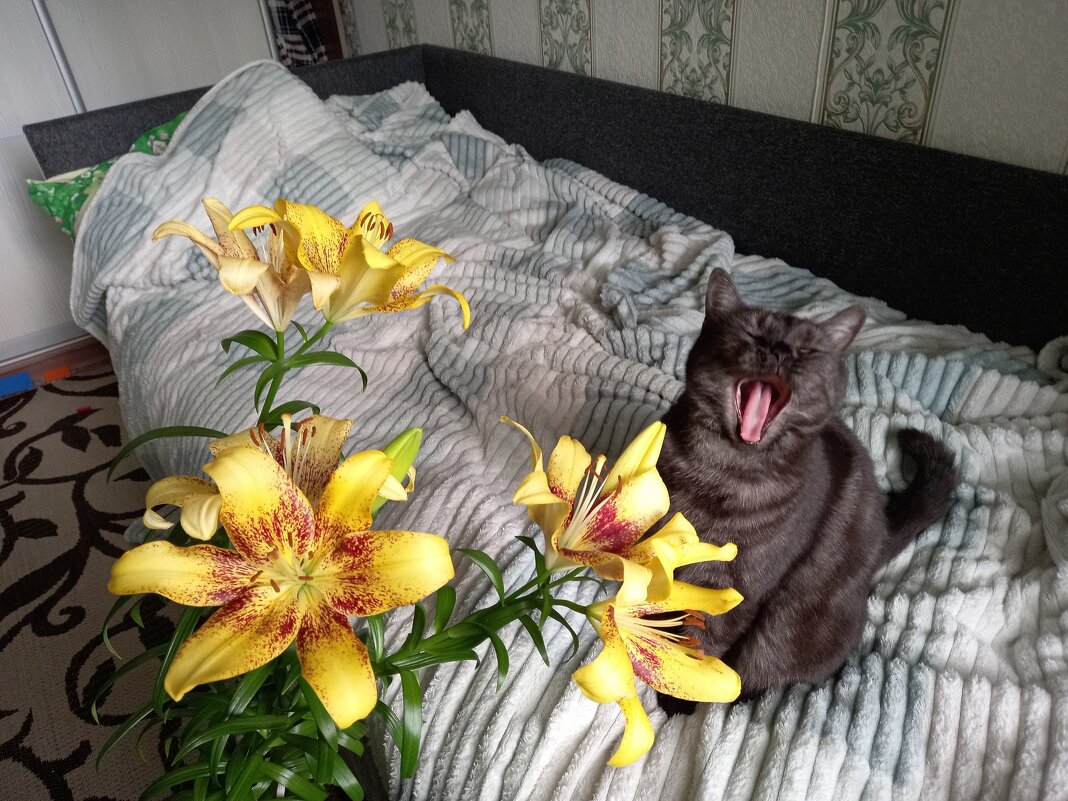 Хорошо быть домашним... - BoxerMak Mak