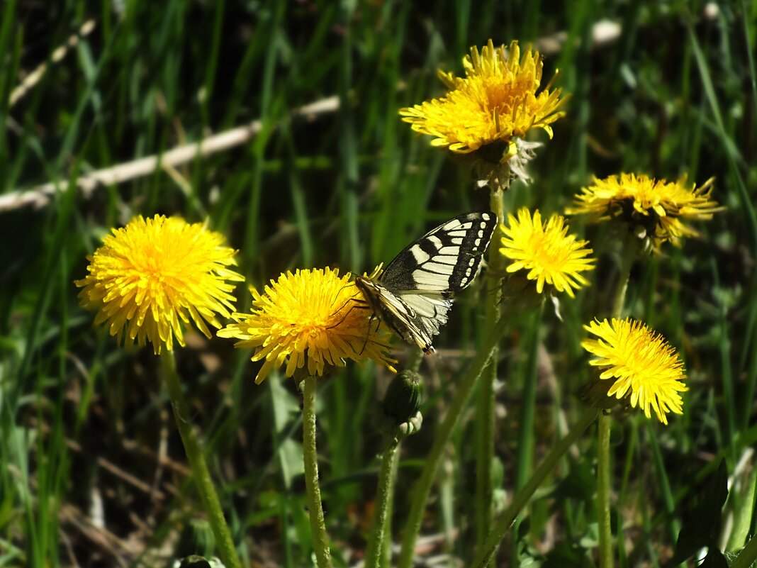 ** - Зоя Мишина ** - Зоя Мишина