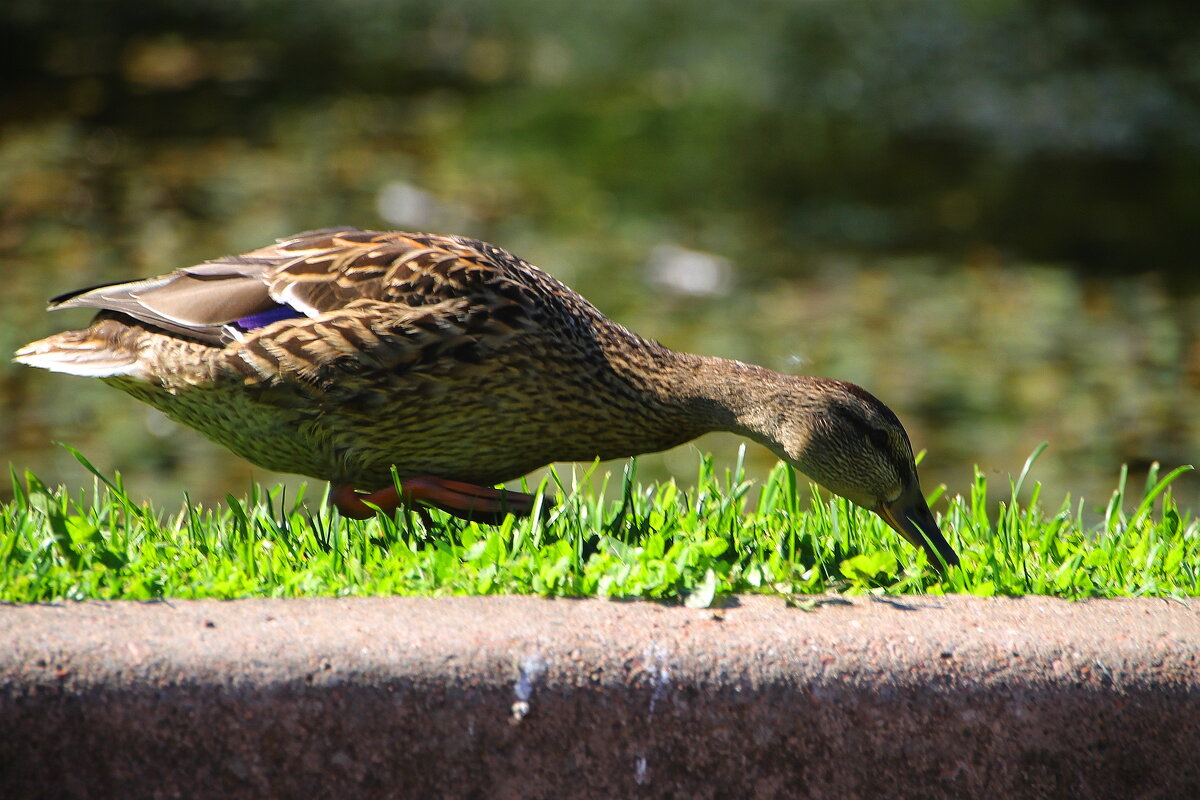 Как травушка тут хороша! - Tatiana Markova