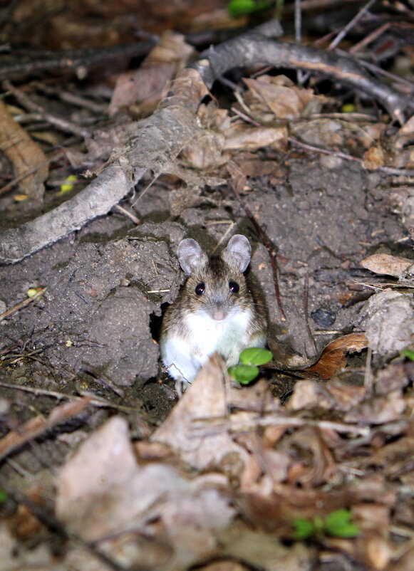 Полёвка - Николай (dr.Zlo) Кузнецов