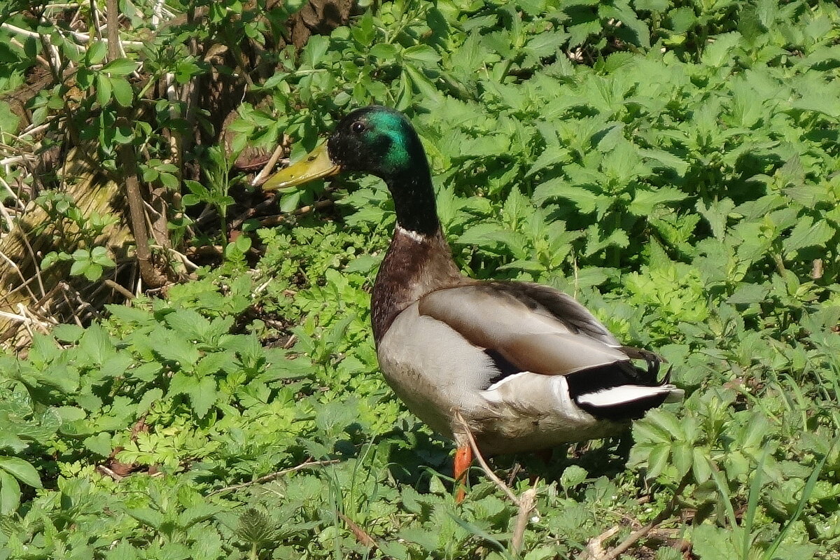 Селезень - Маргарита Батырева Селезень - Маргарита Батырева