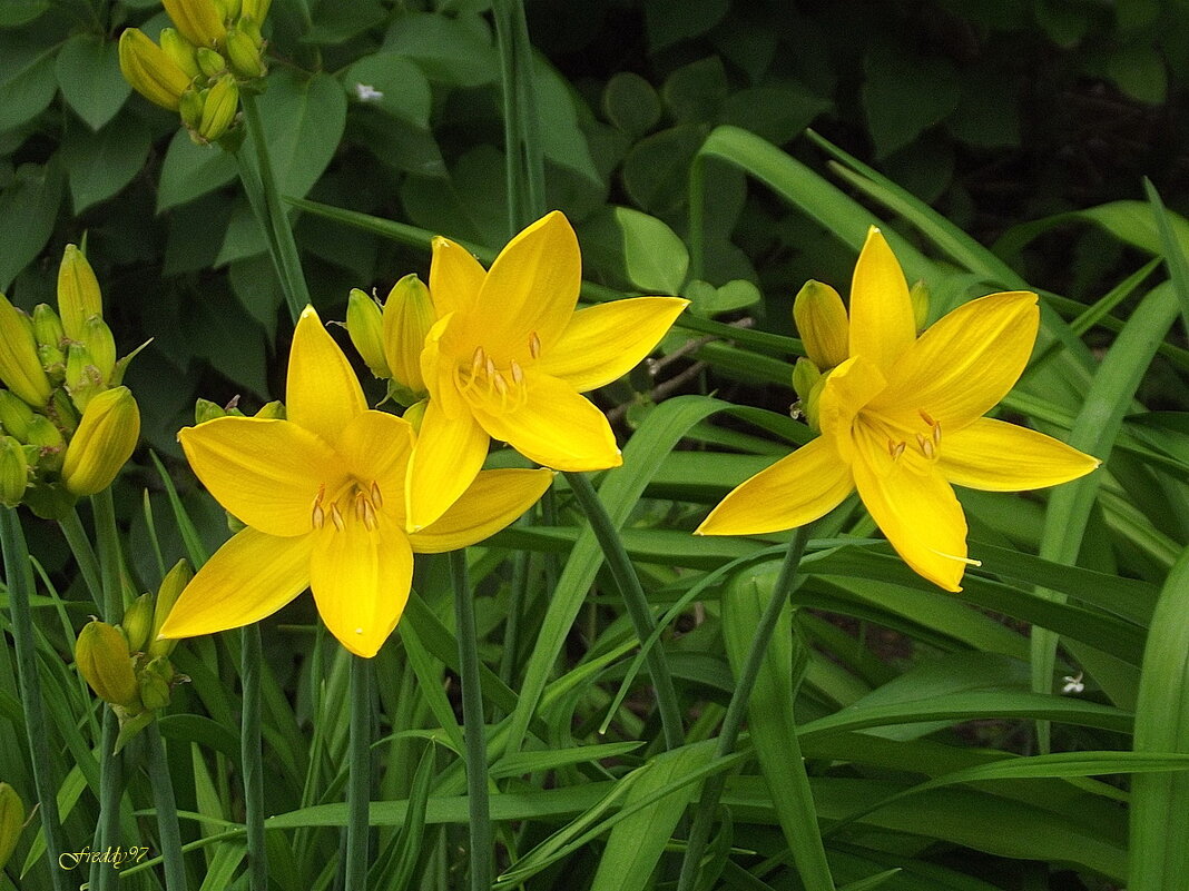 Лилейники - Freddy 97 Лилейники - Freddy 97