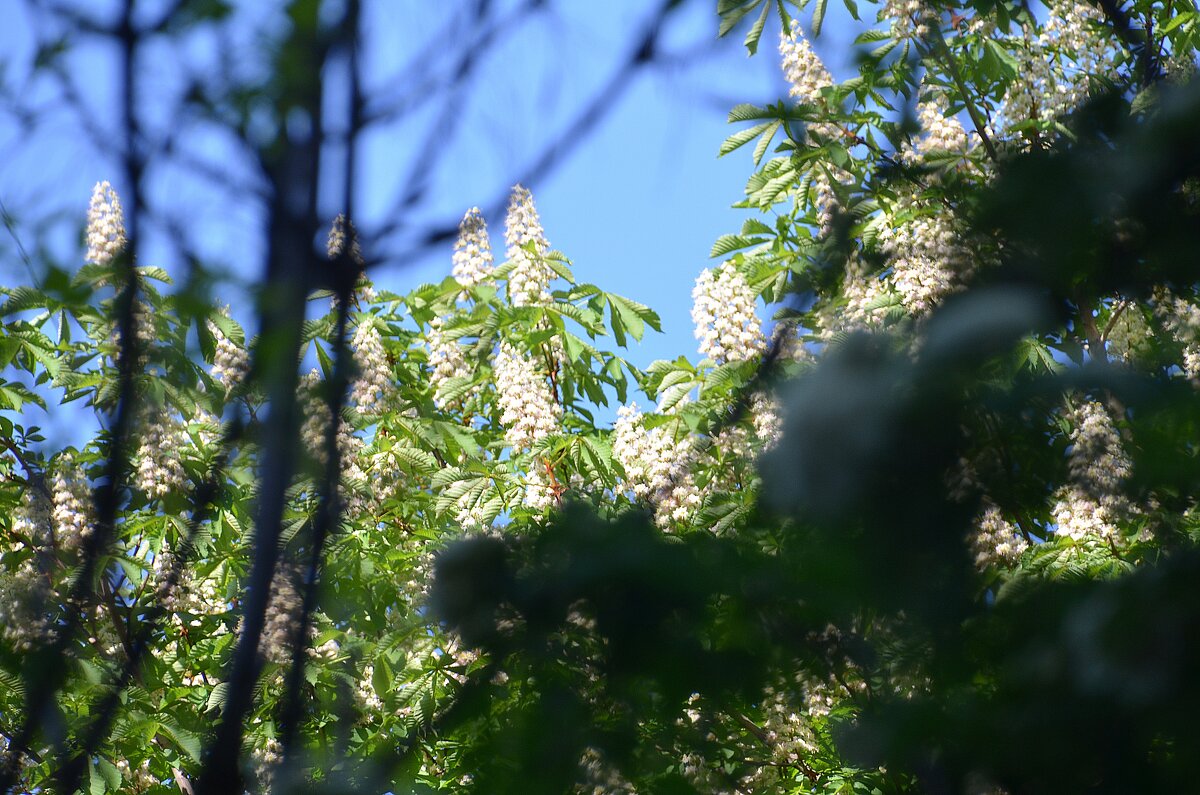 *** - Oleg4618 Шутченко *** - Oleg4618 Шутченко