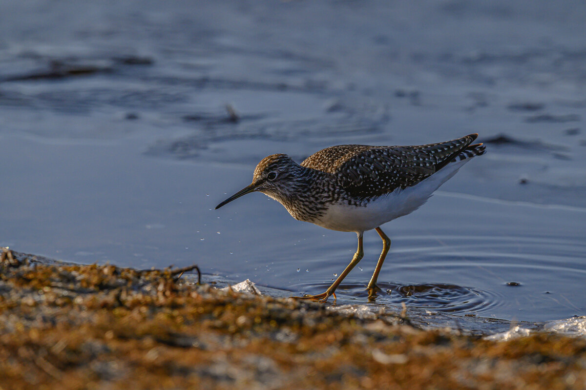 *** - Дмитрий 