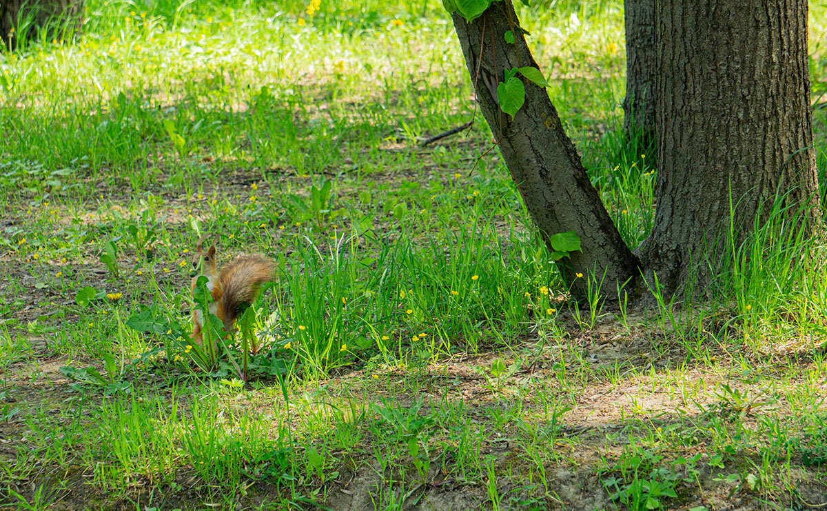 Спряталась! - Ирина Соловьёва Спряталась! - Ирина Соловьёва