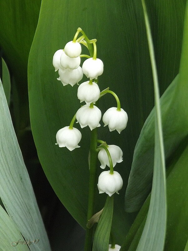 Ландыш - Freddy 97