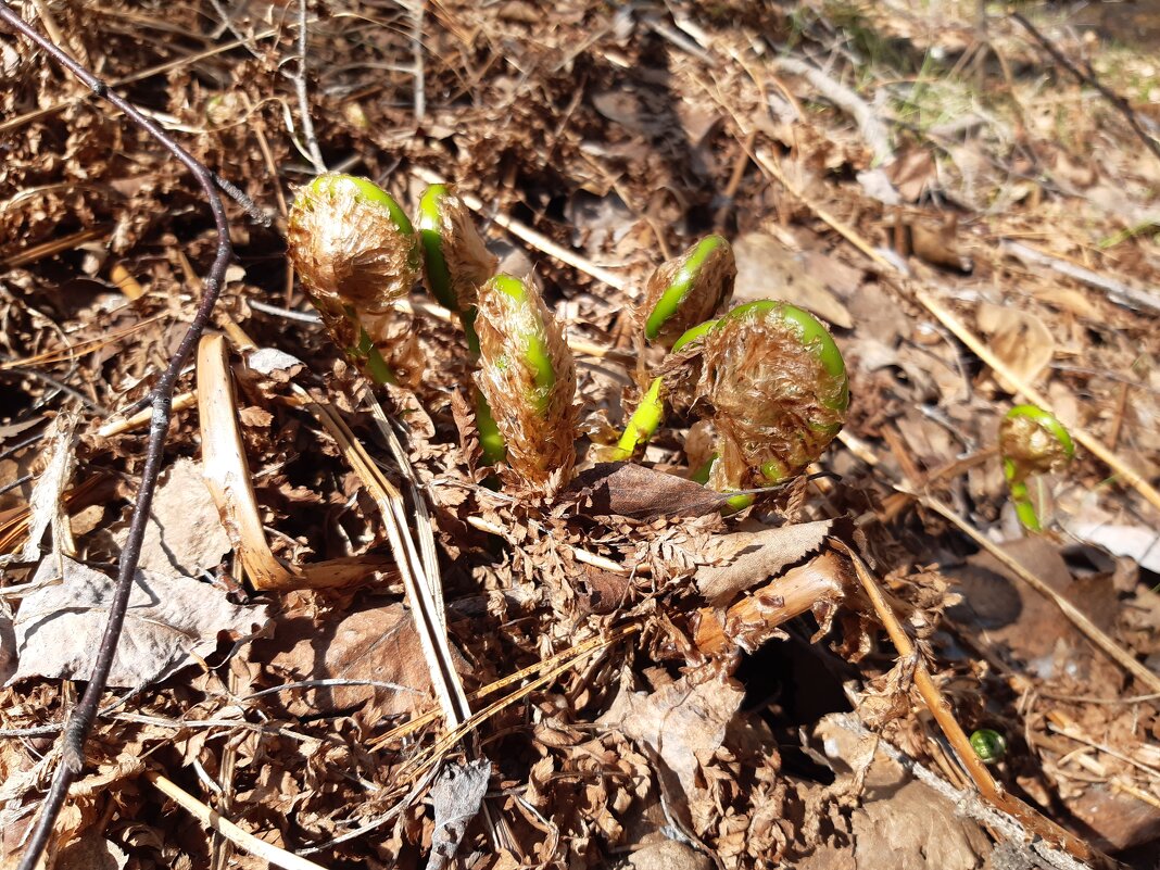Прорастает папоротник - Галина Минчук Прорастает папоротник - Галина Минчук