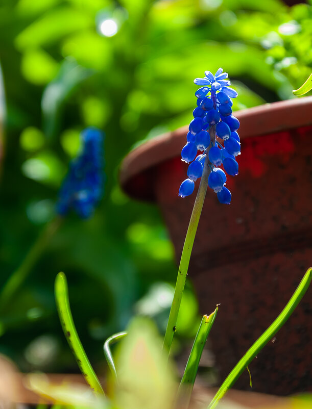 Гадючий лук - Олег Загорулько Гадючий лук - Олег Загорулько