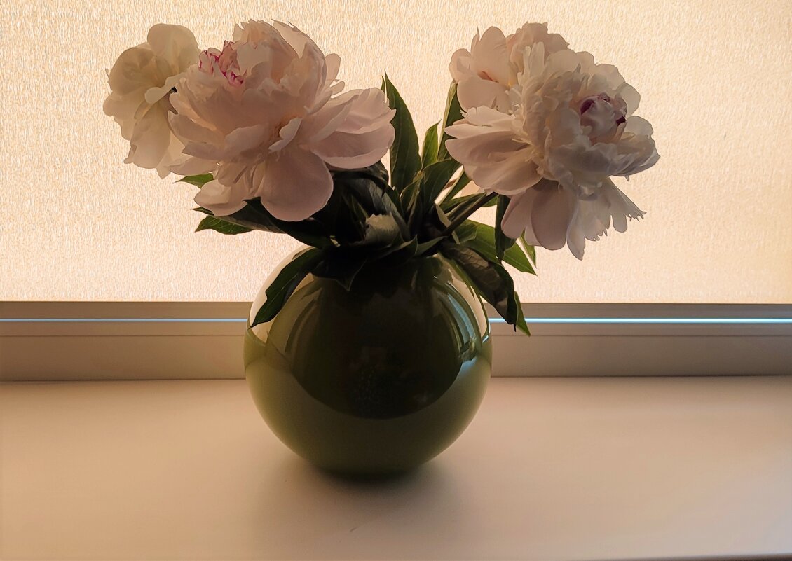 Пионы - Елена Байдакова