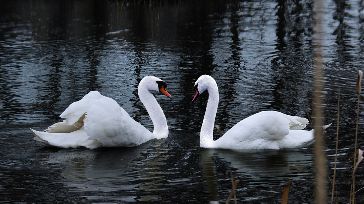 Шипуны в брачный сезон. - Виктор Комиссаров