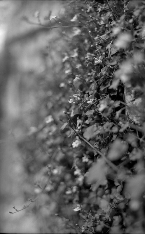 Цветы, побеждающие камень - ARCHANGEL 7 Цветы, побеждающие камень - ARCHANGEL 7