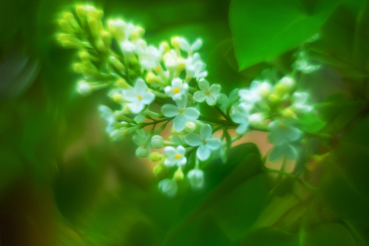 Белая сирень - Олег Загорулько