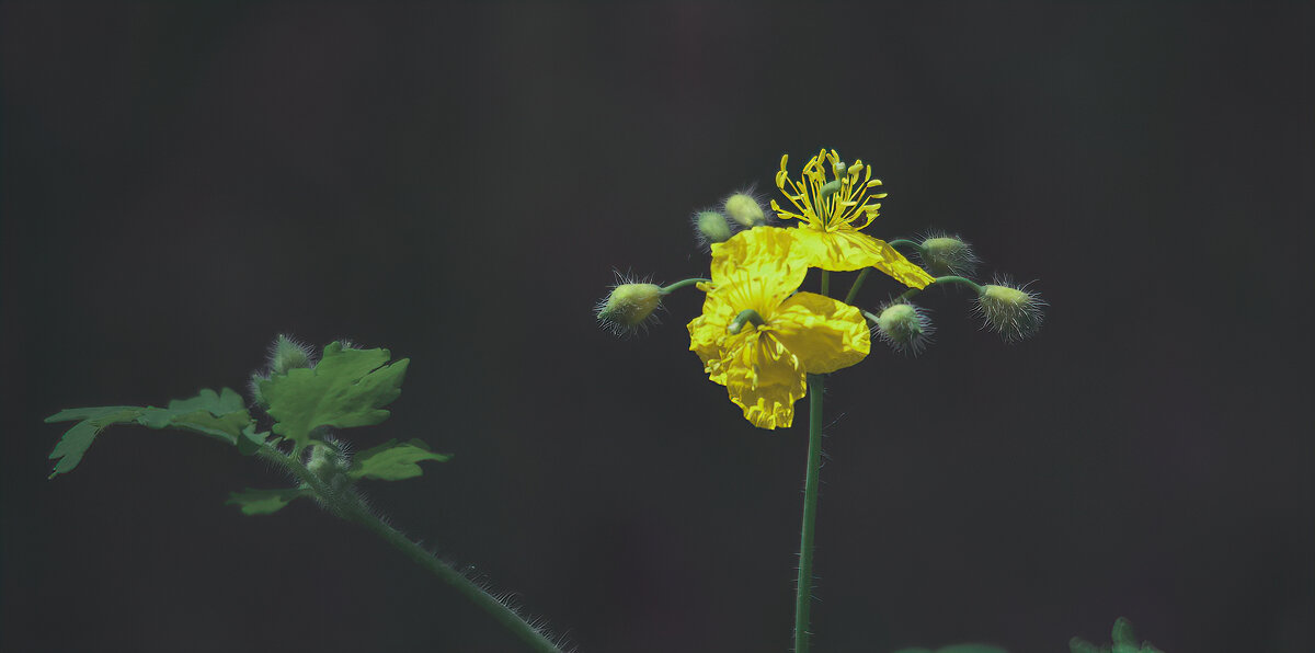 *** - Виктор Иванович Чернюк *** - Виктор Иванович Чернюк