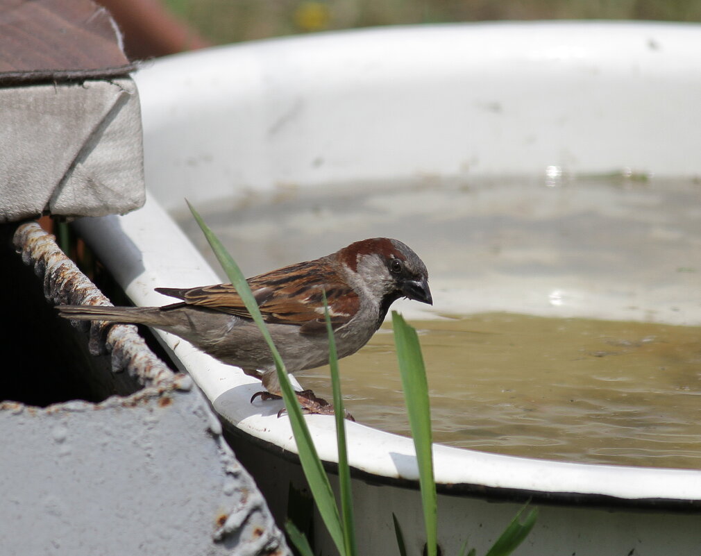 случай на водопое 7 - Андрей Катков случай на водопое 7 - Андрей Катков