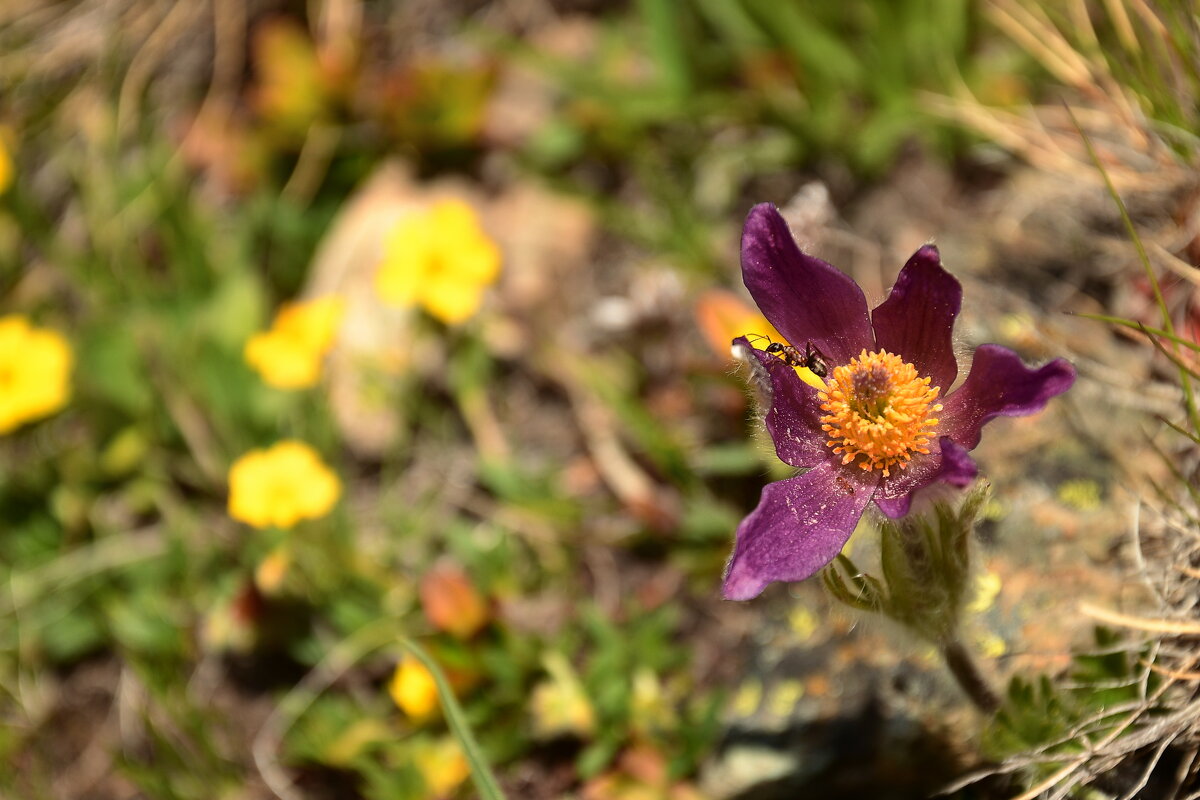 *** - Elena Wymann *** - Elena Wymann