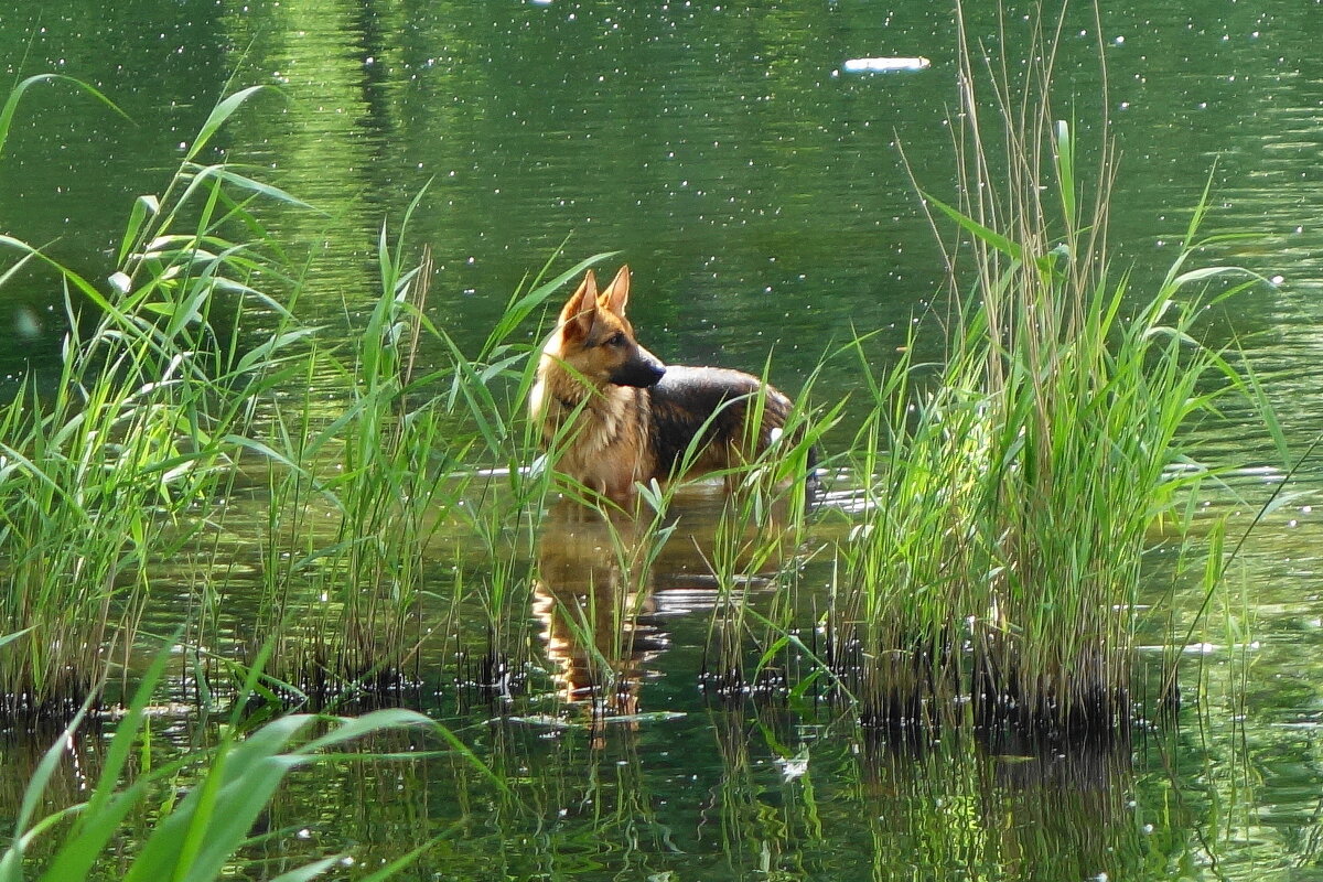 Четвероногий посетитель парка - Маргарита Батырева