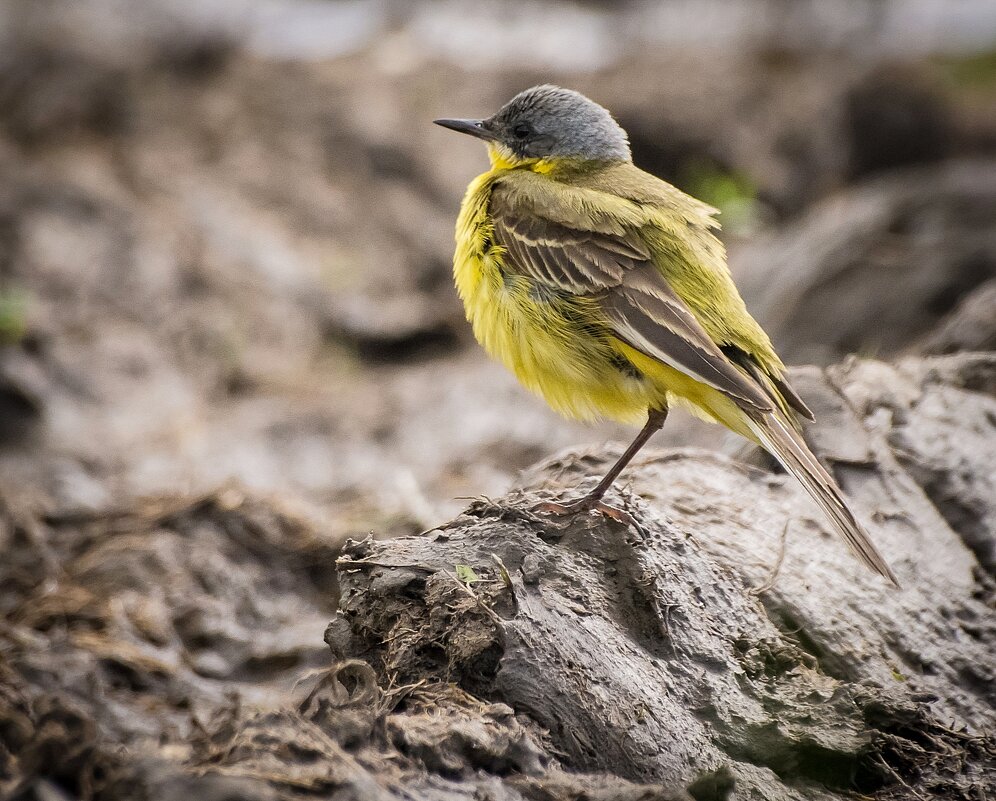 На одной лапке. - Андрей Андрианов
