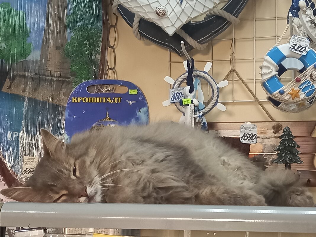 Без котиков никуда - BoxerMak Mak