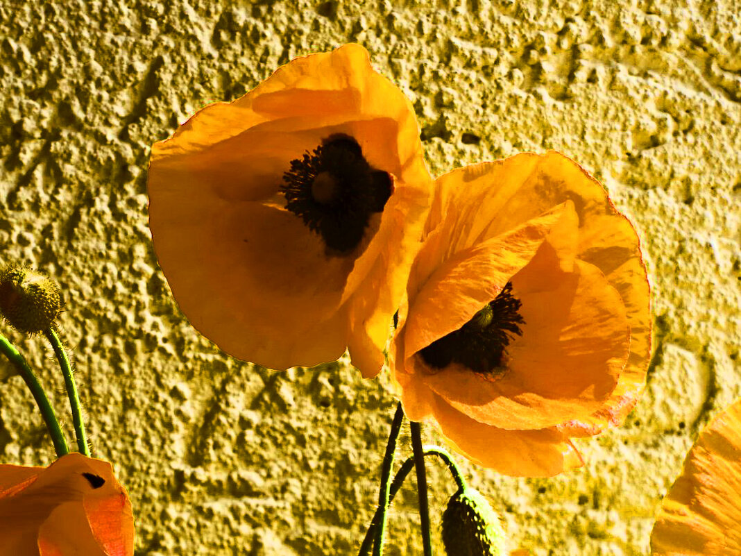 Таинственные маки 10 - Елена Куприянова 