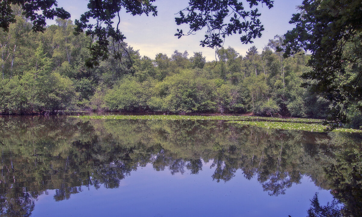Лесное озеро - Alexander Andronik