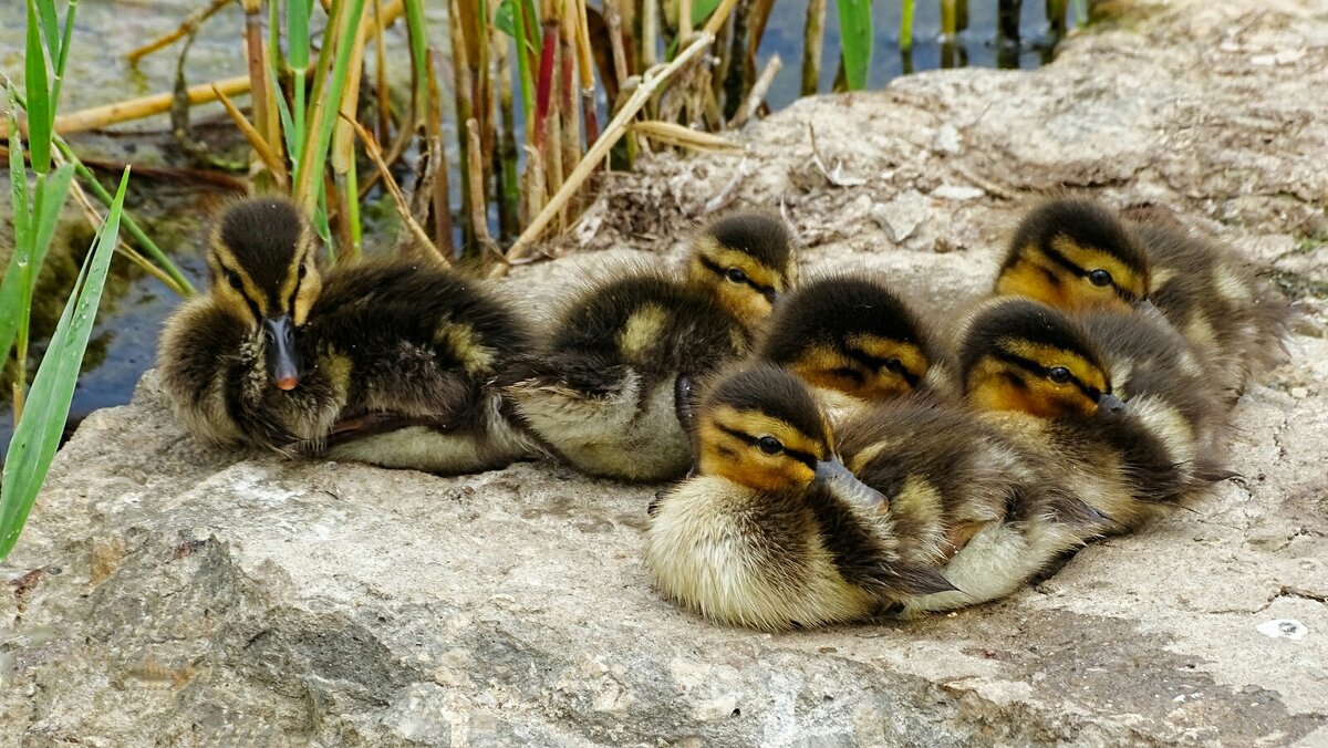 Из жизни уток. - Милешкин Владимир Алексеевич 