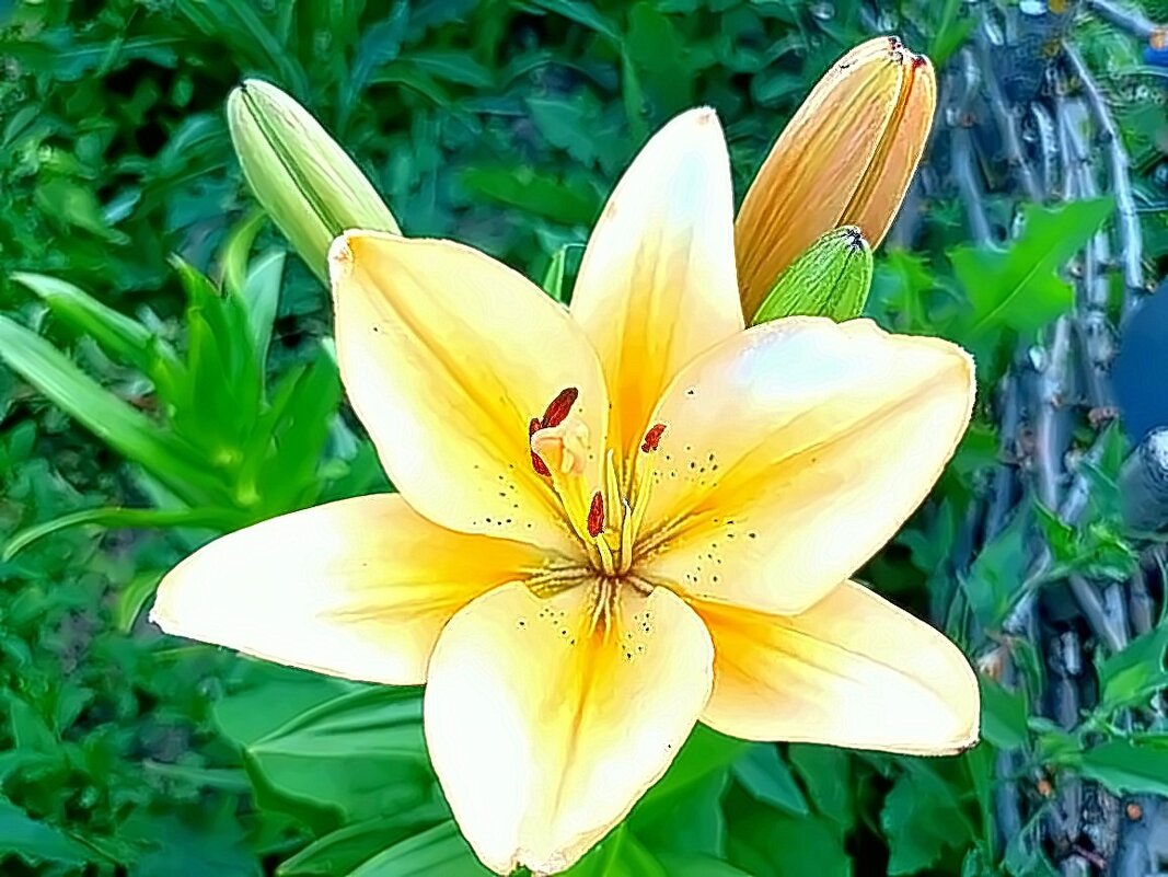 Лилия - Михаил Столяров