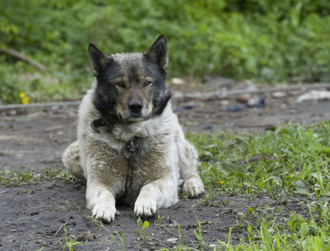 Серьезен - Олег Денисов Серьезен - Олег Денисов