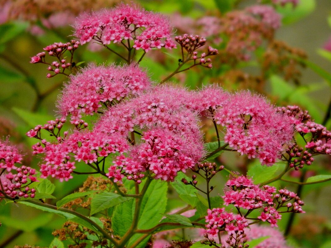 СПИРЕЯ. - Галина СПИРЕЯ. - Галина